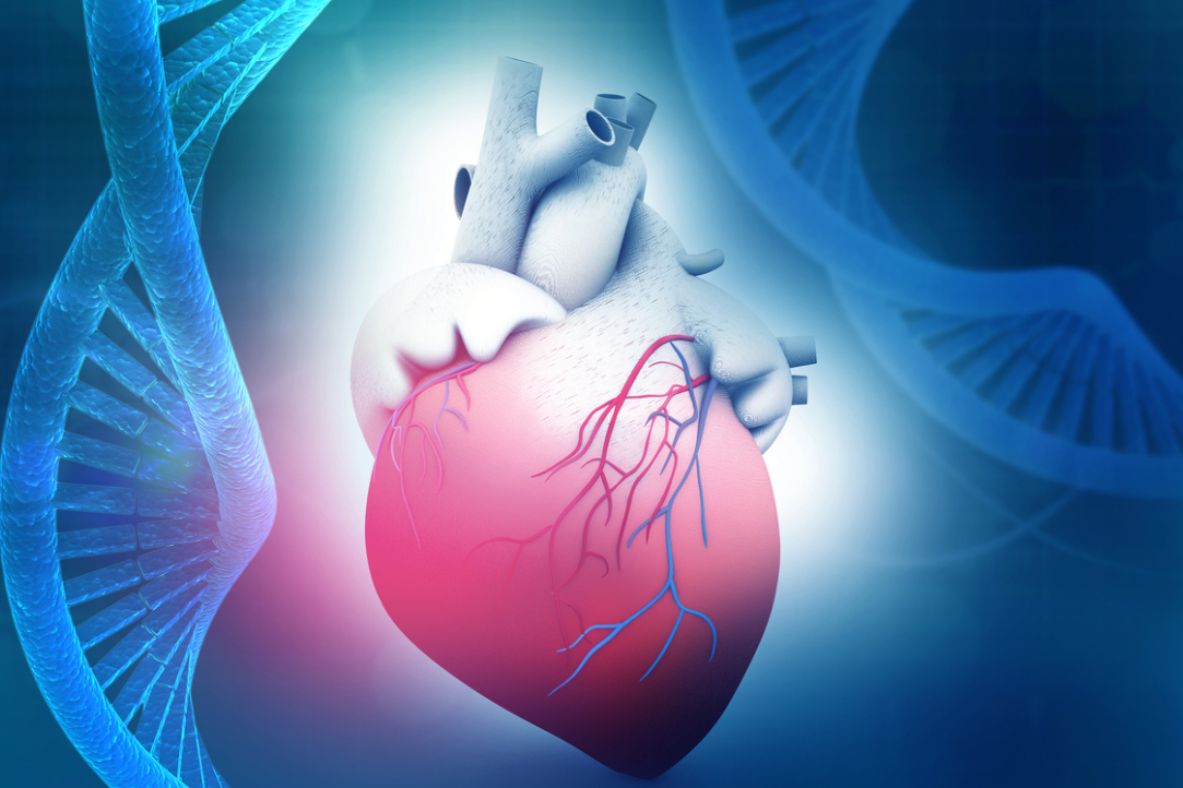 Иллюстрация к новости: В НИУ ВШЭ начал свою работу консорциум по генетике сердечно-сосудистых заболеваний