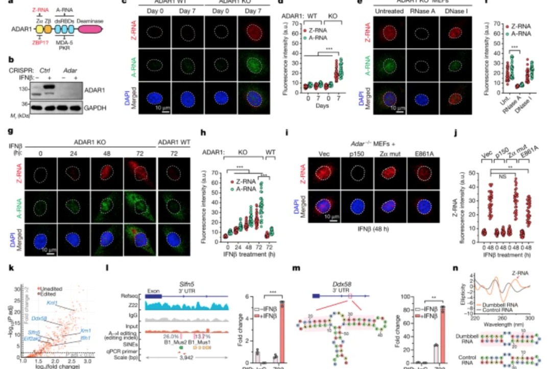 The Nature journal published an article by Alexander Fedorov, Nazar Beknazarov, Alan Herbert, and Maria Poptsova